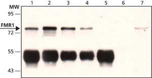 Anti-FMR1 (C-terminal) antibody produced in rabbit ~1.0 mg/mL, affinity isolated antibody, buffered aqueous solution