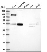 Anti-FOXRED1 antibody produced in rabbit Prestige Antibodies® Powered by Atlas Antibodies, affinity isolated antibody