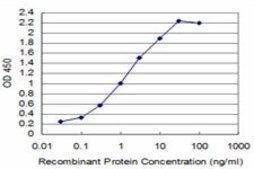 ANTI-T antibody produced in mouse clone 5C10, purified immunoglobulin, buffered aqueous solution