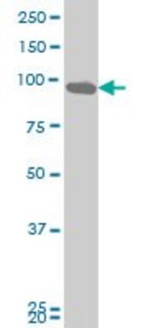 Monoclonal Anti-DDX54 antibody produced in mouse clone 5B3, purified immunoglobulin, buffered aqueous solution