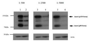 Anti-Angiomotin Antibody from rabbit, purified by affinity chromatography