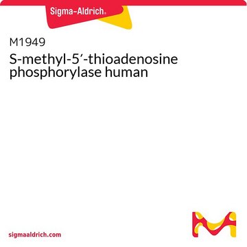 S-methyl-5&#8242;-thioadenosine phosphorylase human