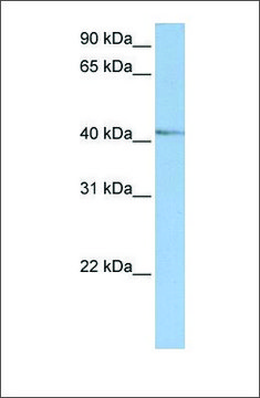 Anti-NR2E1 (ab1) antibody produced in rabbit affinity isolated antibody