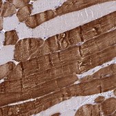 Anti-BANF1 antibody produced in rabbit Prestige Antibodies® Powered by Atlas Antibodies, affinity isolated antibody, buffered aqueous glycerol solution