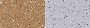 Anti-VCP Antibody, clone 1L10 ZooMAb® Rabbit Monoclonal recombinant, expressed in HEK 293 cells