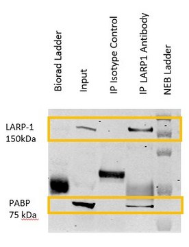 Anti-LARP1 Antibody, clone 3K10 ZooMAb&#174; Rabbit Monoclonal recombinant, expressed in HEK 293 cells