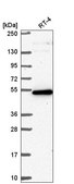 Anti-GPATCH4 antibody produced in rabbit Prestige Antibodies® Powered by Atlas Antibodies, affinity isolated antibody