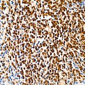 Anti-PAX5 Antibody, clone 4I0X4, Rabbit Monoclonal