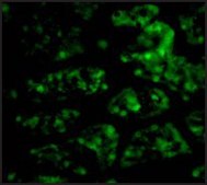 Anti-CTRP1 (ab2) antibody produced in rabbit affinity isolated antibody, buffered aqueous solution