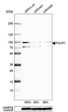 Anti-FOXP1 antibody produced in rabbit Prestige Antibodies&#174; Powered by Atlas Antibodies, affinity isolated antibody, buffered aqueous glycerol solution