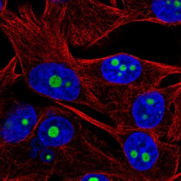 Anti-ACTR10 antibody produced in rabbit Prestige Antibodies&#174; Powered by Atlas Antibodies, affinity isolated antibody