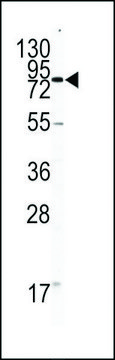 ANTI-CD31(C-TERMINAL) antibody produced in rabbit purified immunoglobulin, buffered aqueous solution