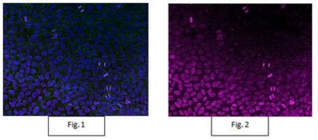 Anti-acetyl-Histone H3 Antibody, Alexa Fluor&#8482; 647 Conjugate from rabbit, ALEXA FLUOR&#8482; 647