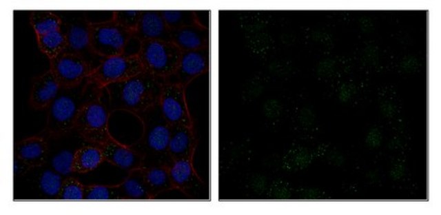 Anti-STAM-binding protein Antibody, clone 4D12.2 clone 4D12.2, from mouse