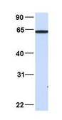 Anti-KPNA4 antibody produced in rabbit affinity isolated antibody
