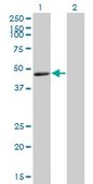 Monoclonal Anti-TNFRSF19L antibody produced in mouse clone 3F8, purified immunoglobulin, buffered aqueous solution