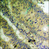 Anti-phospho-Histone H3.3 (pSer31) antibody produced in rabbit affinity isolated antibody