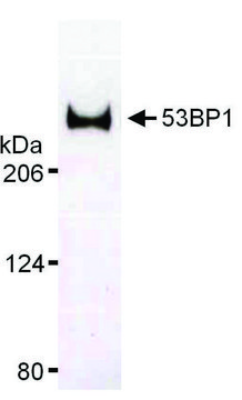 Rabbit anti-53BP1 Antibody, Affinity Purified Powered by Bethyl Laboratories, Inc.