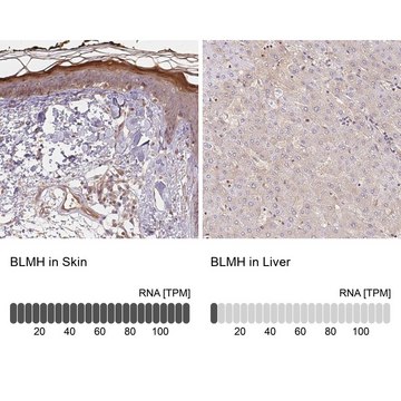 Anti-BLMH antibody produced in rabbit Prestige Antibodies&#174; Powered by Atlas Antibodies, affinity isolated antibody, buffered aqueous glycerol solution