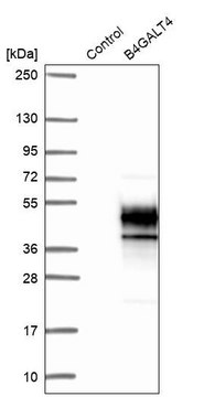 Anti-B4GALT4 antibody produced in rabbit Prestige Antibodies&#174; Powered by Atlas Antibodies, affinity isolated antibody, buffered aqueous glycerol solution