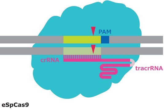 eSpCas9蛋白 from&nbsp;Streptococcus pyogenes with mutations conferring enhanced specificity, recombinant, expressed in&nbsp;E. coli, 1X NLS