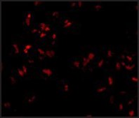 Anti-SCARA5 affinity isolated antibody, buffered aqueous solution