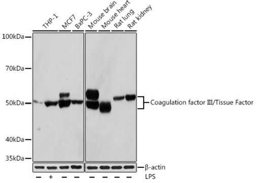 Anti-Coagulation factor III/Tissue Factor Antibody, clone 0W9Z8, Rabbit Monoclonal