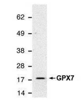 Monoclonal Anti-GPX7 antibody produced in mouse