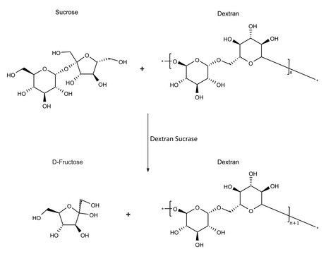 Dextran Sucrase from Leuconostoc mesenteroides lyophilized powder, &#8805;100&#160;units/mg protein