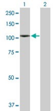 Anti-NLGN4X antibody produced in rabbit purified immunoglobulin, buffered aqueous solution