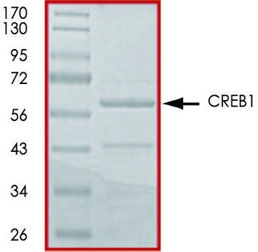 CREB1 (1-280), GST tagged from rat recombinant, expressed in E. coli, &#8805;70% (SDS-PAGE), buffered aqueous glycerol solution