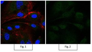 Anti-P40 Antibody, clone 11F12.1, Alexa Fluor™ 488 clone 11F12.1, from mouse, ALEXA FLUOR™ 488
