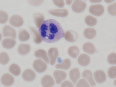 May-Gr&#252;nwald Stain Harleco&#174;, suitable for hematology