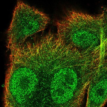 Anti-SNX10 antibody produced in rabbit Prestige Antibodies&#174; Powered by Atlas Antibodies, affinity isolated antibody