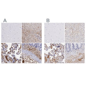 Anti-FGB antibody produced in rabbit Ab1, Prestige Antibodies&#174; Powered by Atlas Antibodies, affinity isolated antibody, buffered aqueous glycerol solution