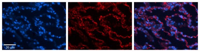 Anti-RPL13 antibody produced in rabbit affinity isolated antibody