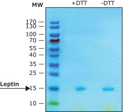 Leptin human &#8805;97% (SDS-PAGE), recombinant, expressed in E. coli, lyophilized powder