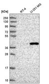 Anti-FAM8A1 antibody produced in rabbit Prestige Antibodies® Powered by Atlas Antibodies, affinity isolated antibody