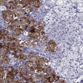 Anti-PTPRN antibody produced in rabbit Prestige Antibodies® Powered by Atlas Antibodies, affinity isolated antibody, buffered aqueous glycerol solution