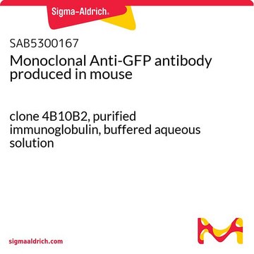 单克隆抗-GFP 小鼠抗 clone 4B10B2, purified immunoglobulin, buffered aqueous solution