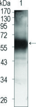 Monoclonal Anti-TEC antibody produced in mouse clone 3A5, ascites fluid