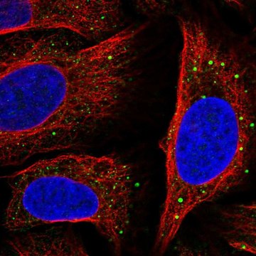 Anti-SLC14A1 antibody produced in rabbit Prestige Antibodies&#174; Powered by Atlas Antibodies, affinity isolated antibody