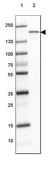 Anti-MYOM3 antibody produced in rabbit Prestige Antibodies® Powered by Atlas Antibodies, affinity isolated antibody, buffered aqueous glycerol solution, ab2