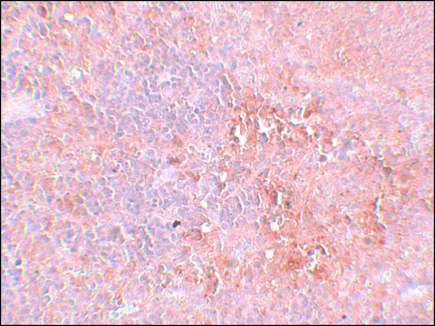 Anti-JMJD4 antibody produced in rabbit affinity isolated antibody, buffered aqueous solution