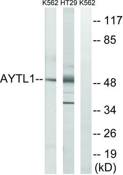 Anti-LPCAT2 antibody produced in rabbit affinity isolated antibody