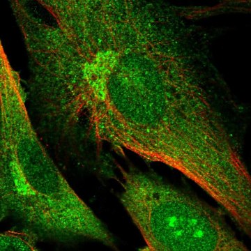 Anti-DNMBP antibody produced in rabbit Prestige Antibodies&#174; Powered by Atlas Antibodies, affinity isolated antibody