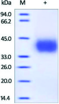 PD-L1/CD274/B7-H1 human recombinant, expressed in HEK 293 cells, &#8805;95% (SDS-PAGE)