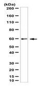 Anti-ARL13B Antibody from rabbit, purified by affinity chromatography