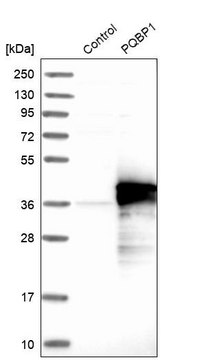 Anti-PQBP1 antibody produced in rabbit Prestige Antibodies&#174; Powered by Atlas Antibodies, affinity isolated antibody, buffered aqueous glycerol solution