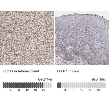 Anti-FLOT1 antibody produced in rabbit Prestige Antibodies&#174; Powered by Atlas Antibodies, affinity isolated antibody, buffered aqueous glycerol solution